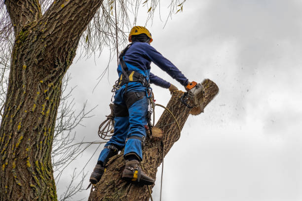 How Our Tree Care Process Works  in  Seal Beach, CA